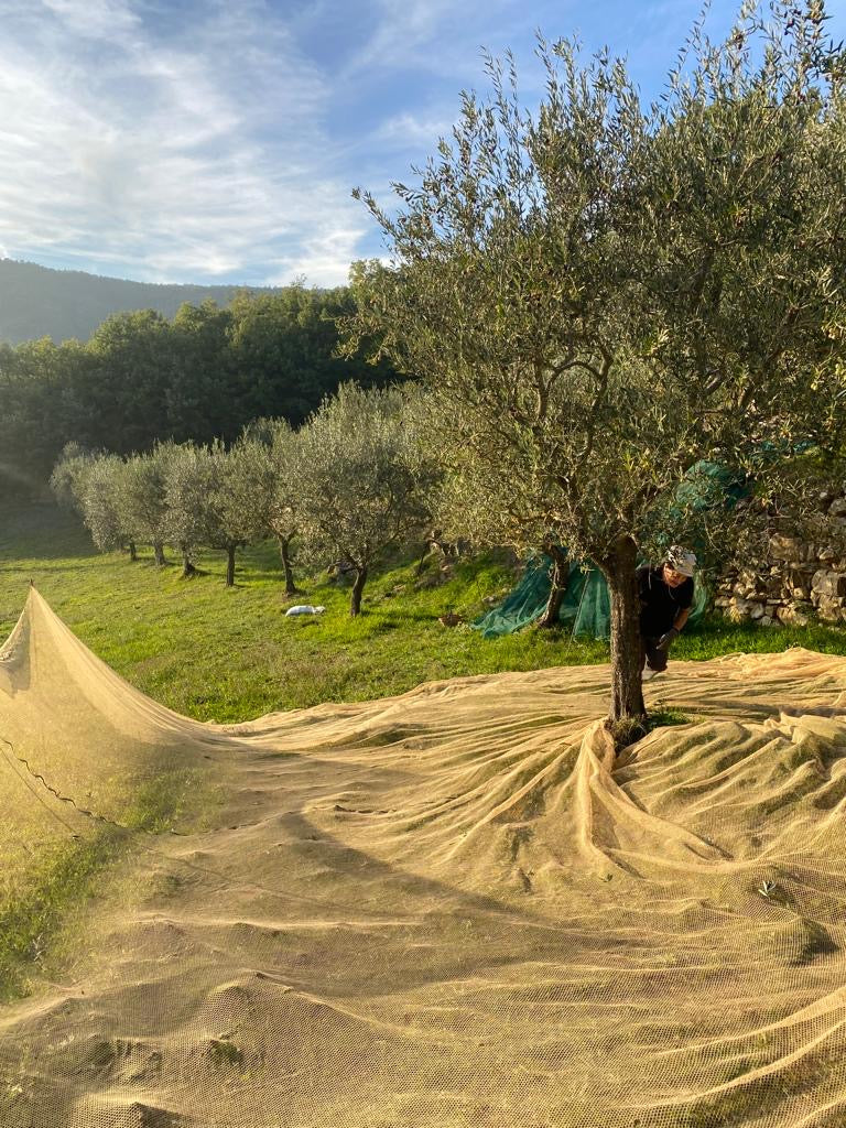 Olio Della Franca