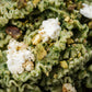 Mafalde Rucola/Pistacchio Pesto/Goat Cheese