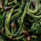 Spaghettone Kale/Pumpkin seeds crunch